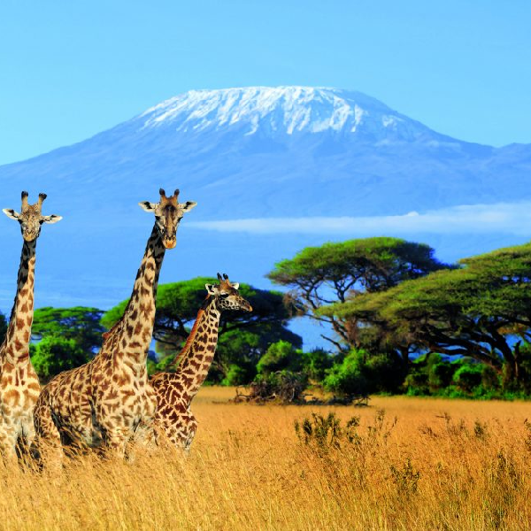 13 DAYS KENYA & TANZANIA LODGE SAFARI PARKS